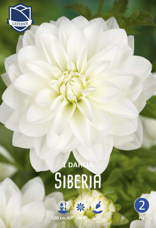 Elegant snehvid ball Dahlia