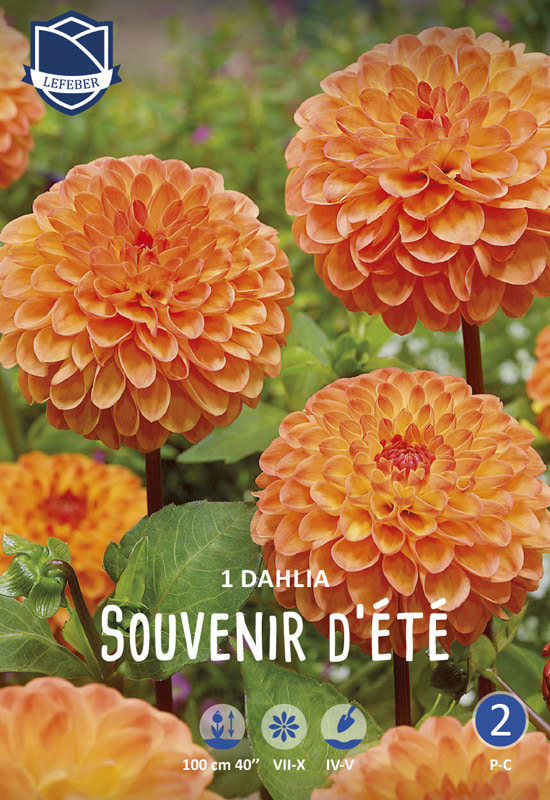 Dahlia blomsterløg orange