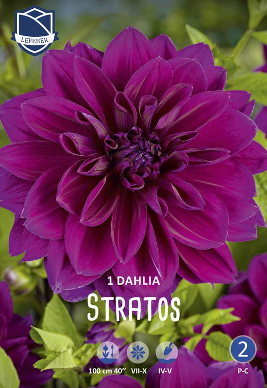 Dyb lilla rund Dahlia