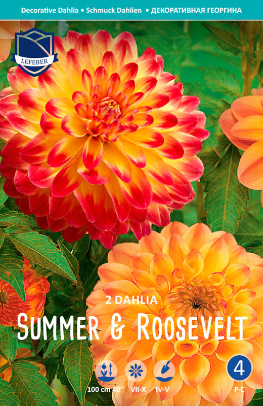 Orange røde dahlia