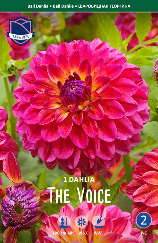 Flot trefarvet Ball Dahlia