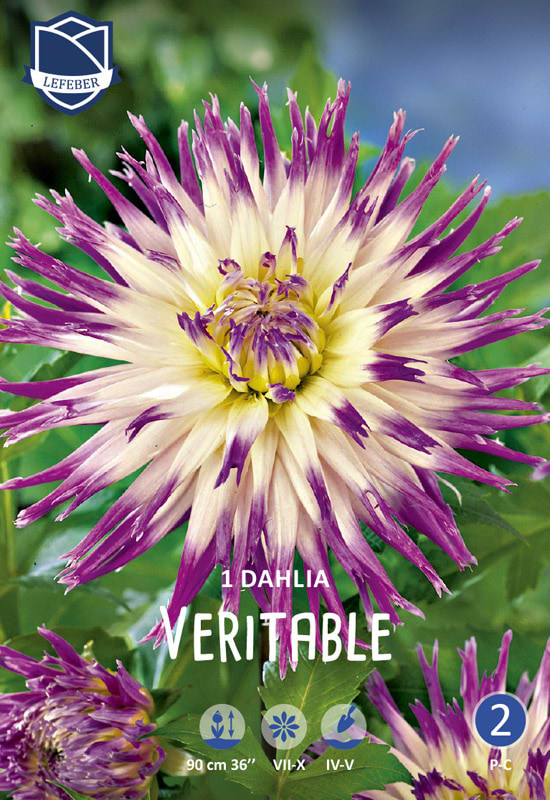 Flot blålilla og hvid kaktus Dahlia