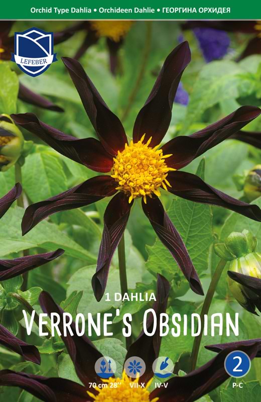 Unik brunrød Orkide Dhalia