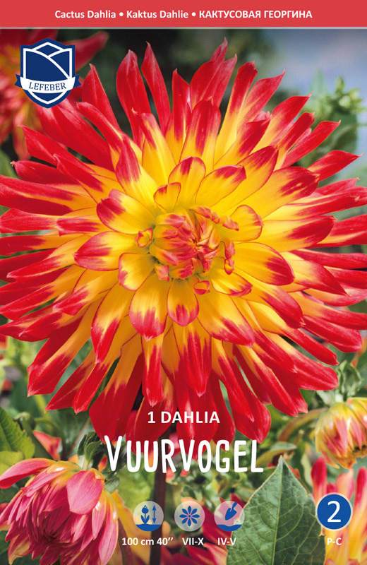 Sommer kaktus Dahlia rød gul