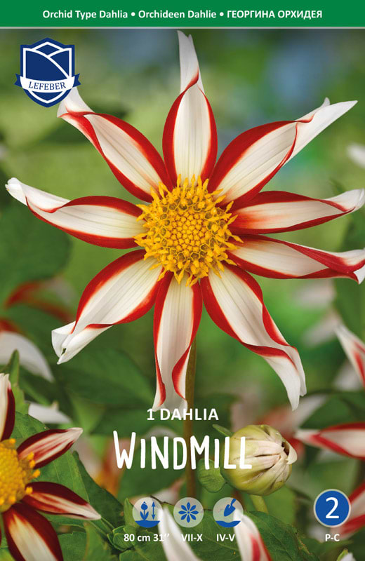 Bolsjestribet enkeltblomstrende Dahlia 'Windmill'