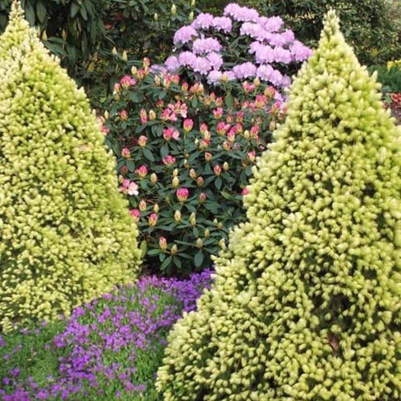 Picea glauca Daisy's White