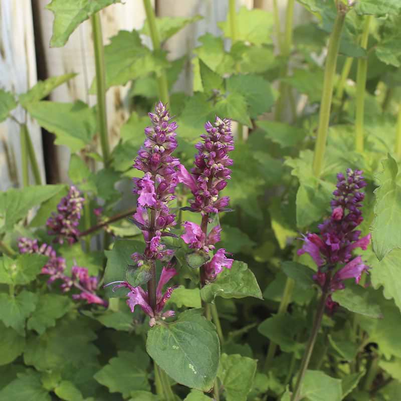 Indianermynte, Anisisop (Agastache 'Danish Delight') Flere varianter 