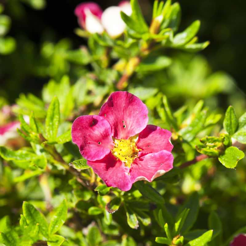 Potentilla