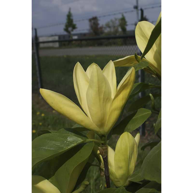 Magnolia Daphne blomst
