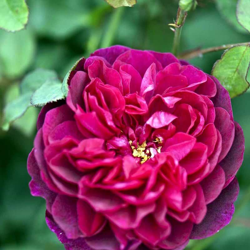 Darcey Bussel engelsk rose