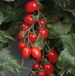 Tomatplante Blommetomat 'Dasher'