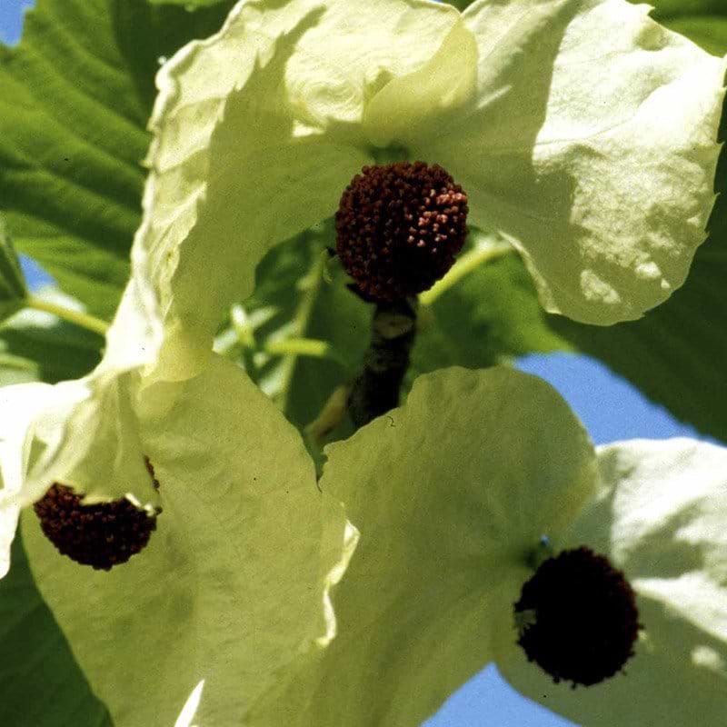 Davidia involucrata