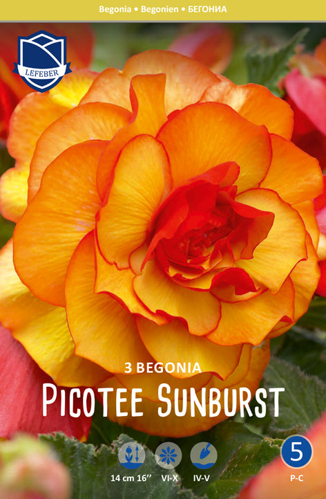 Begonialøg 'Picotee Sunburst'