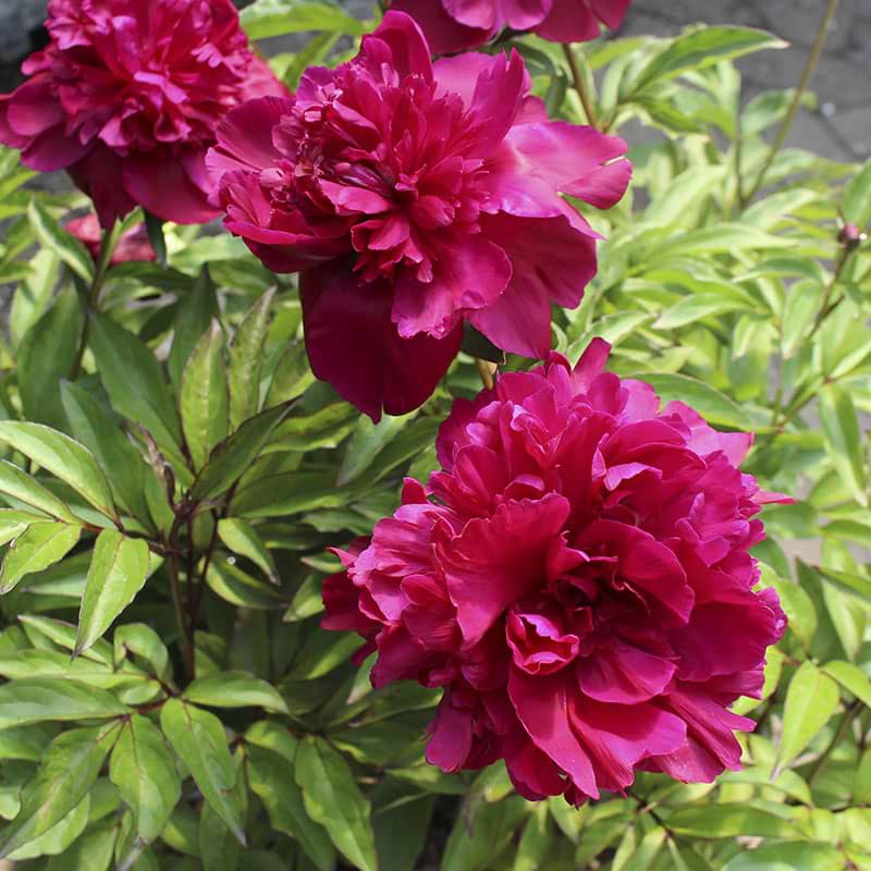 Silkepæon pink