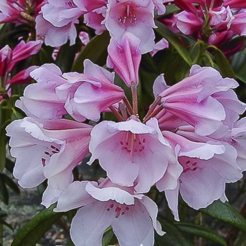 smuk rhododendron