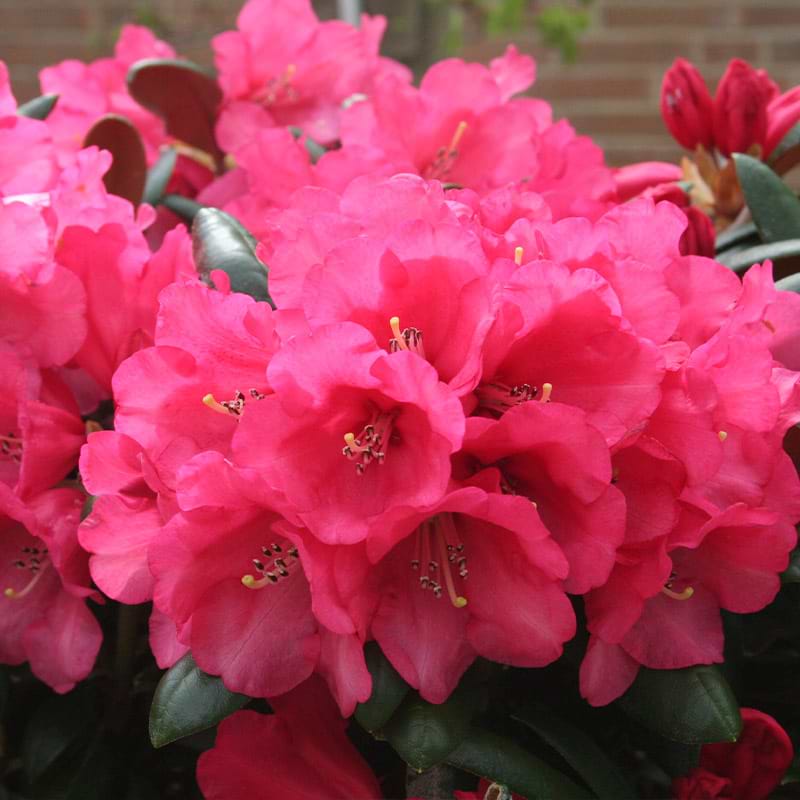Rhododendron yak. Debbie Dane