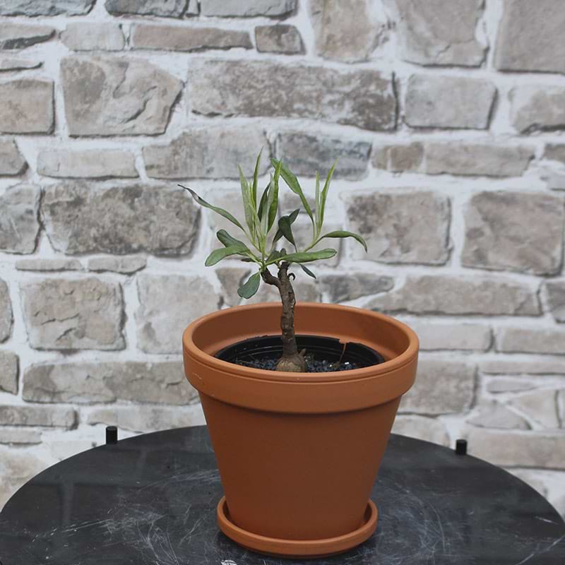 Decaschistia sp.