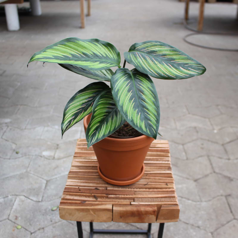 calathea ´beauty star´