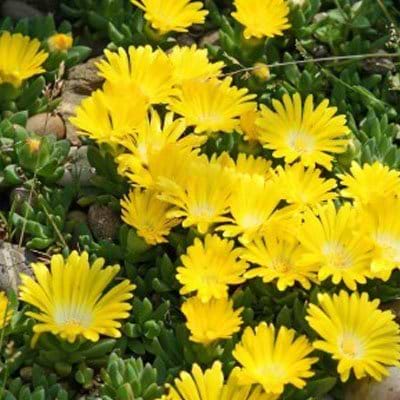 Middagsblomst