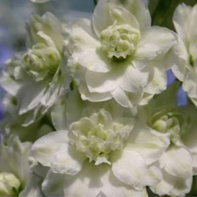 Ridderspore (Delphinium 'Green Twist')