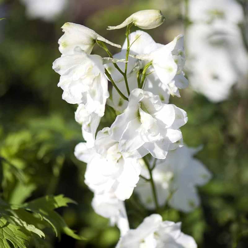 Ridderspore Delphinium pacifichybrid Galahad hvid