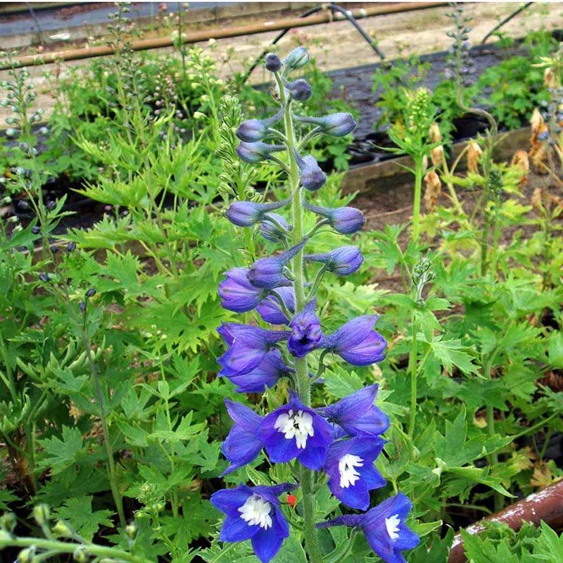 Ridderspore Delphinium pacifichybrid King Arthur blå
