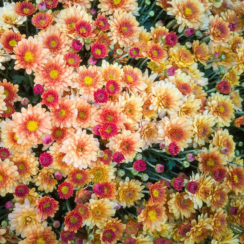 Dendranthema Herbstbrokat