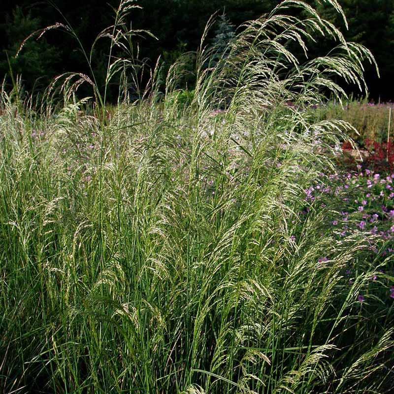 DESCHAMPSIA CESPITOSA