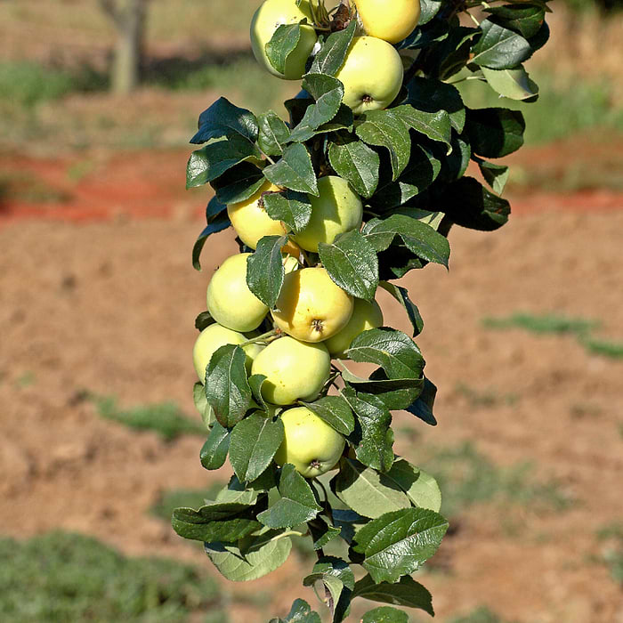 bletr Malus Domestica Mutsu 4 8 Grene Se Online Her bletr-malus-domestica-mutsu-4-8-grene-se-online-her