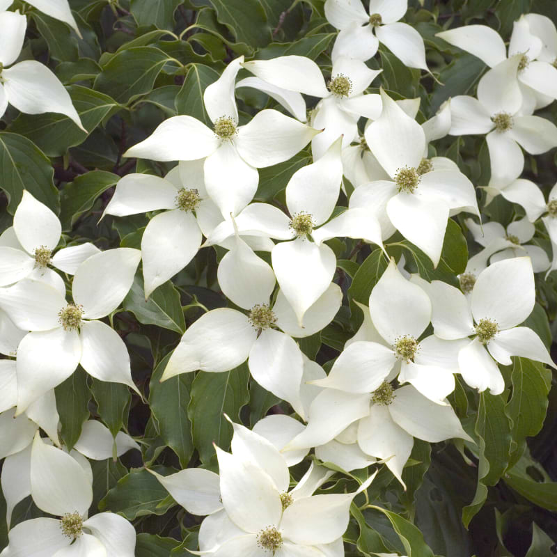 Koreakornel (Cornus kousa 'Flower Tower') - Enstammet Flere varianter