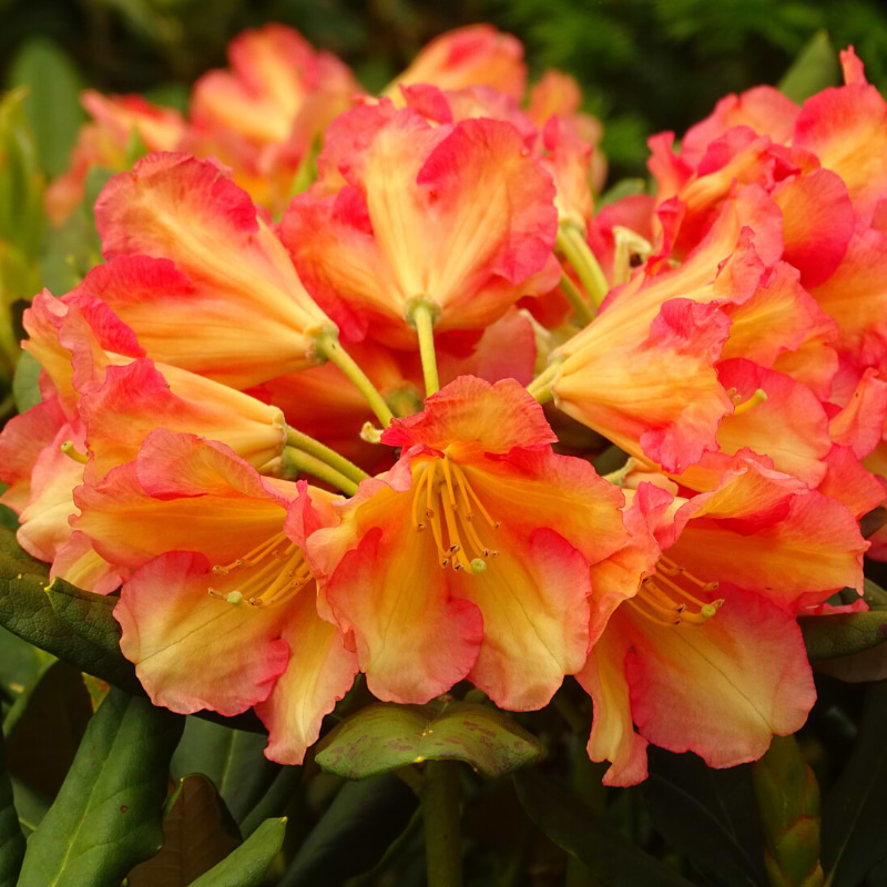(Rhododendron yak. 'Valencia') 