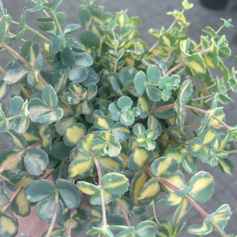 Sedum Sieboldii Mediovariegatum