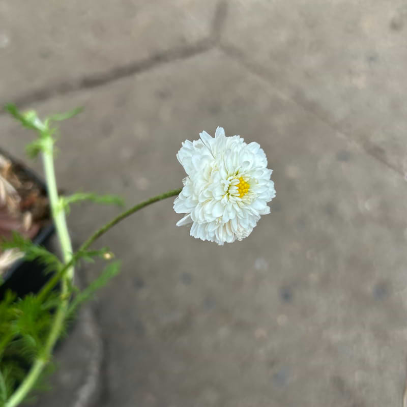 Ligulosum