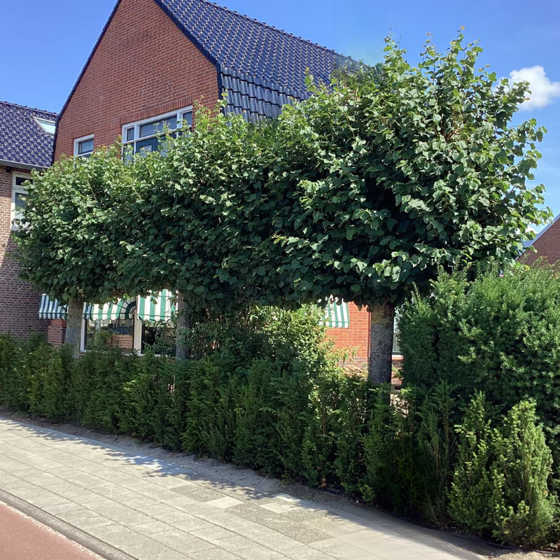 Tilia greenspire
