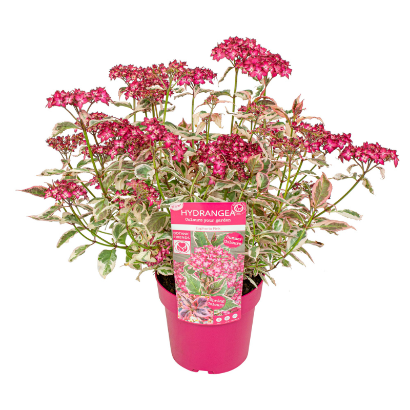 Pink Hydrangea