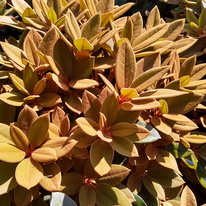 rhododendron rumba Roseum Elegans Rhododendron  Pike Nursery