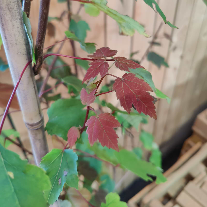 summer red