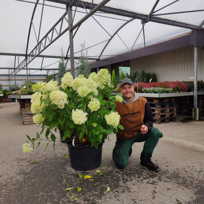 hortensia skyfall stor med benny 