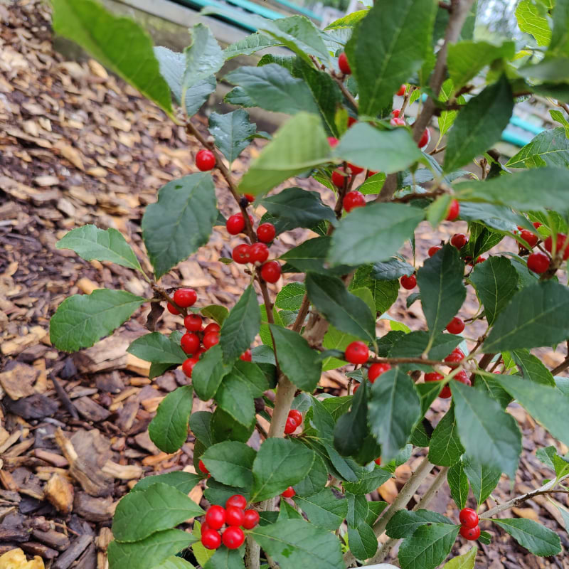 jingle bells 