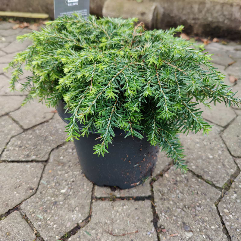 tsuga jeddeloh