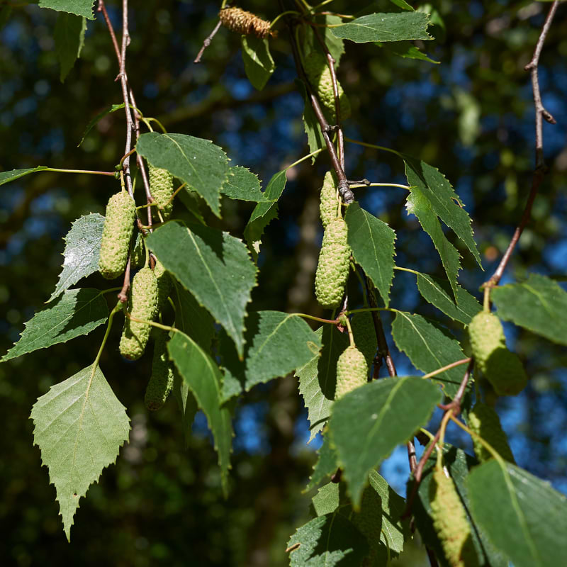 MASURBIRK (BETULA PENDULA VAR. CARELICA)