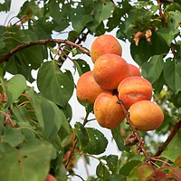 Søjleabrikos (Prunus armeniaca 'Somo') 100-130 cm