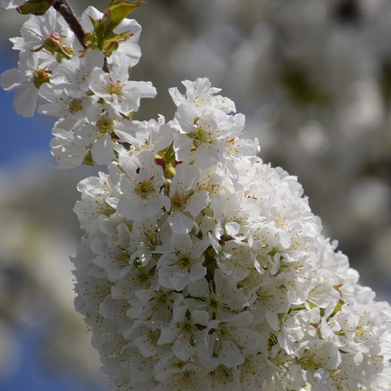 prunus avium 5