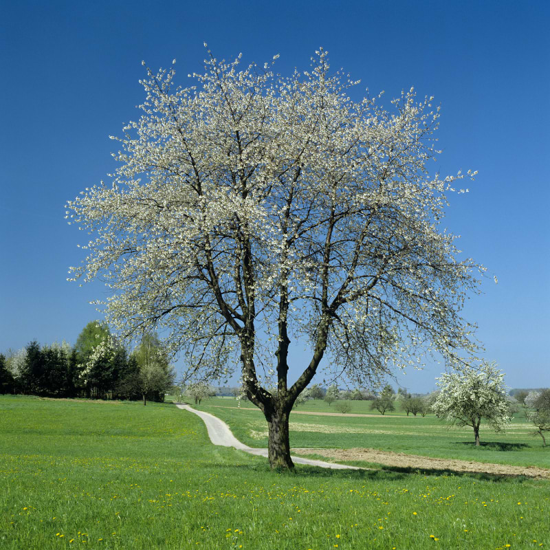 prunus avium 1 