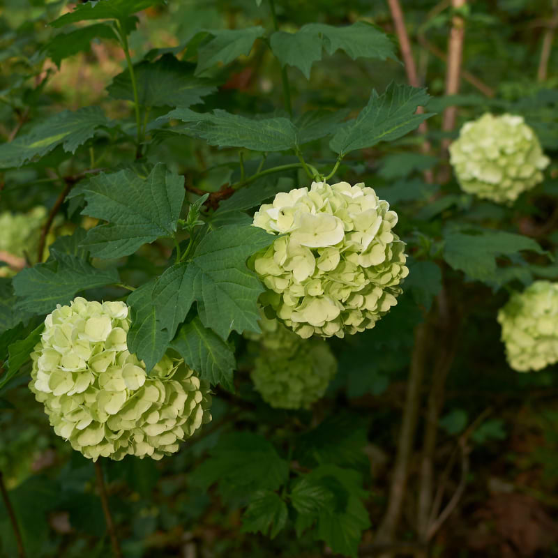 Viburnum opulus 1