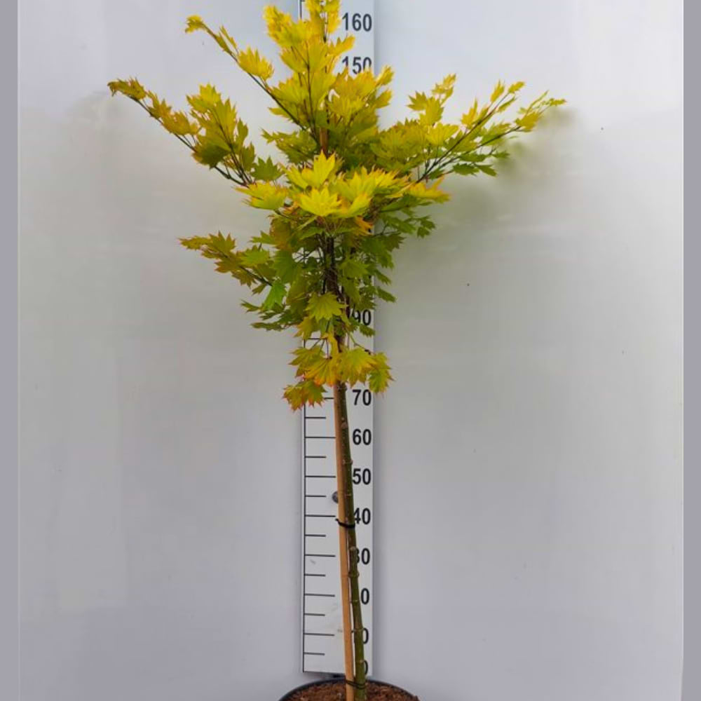 Japansk ahorn 'Aureum'