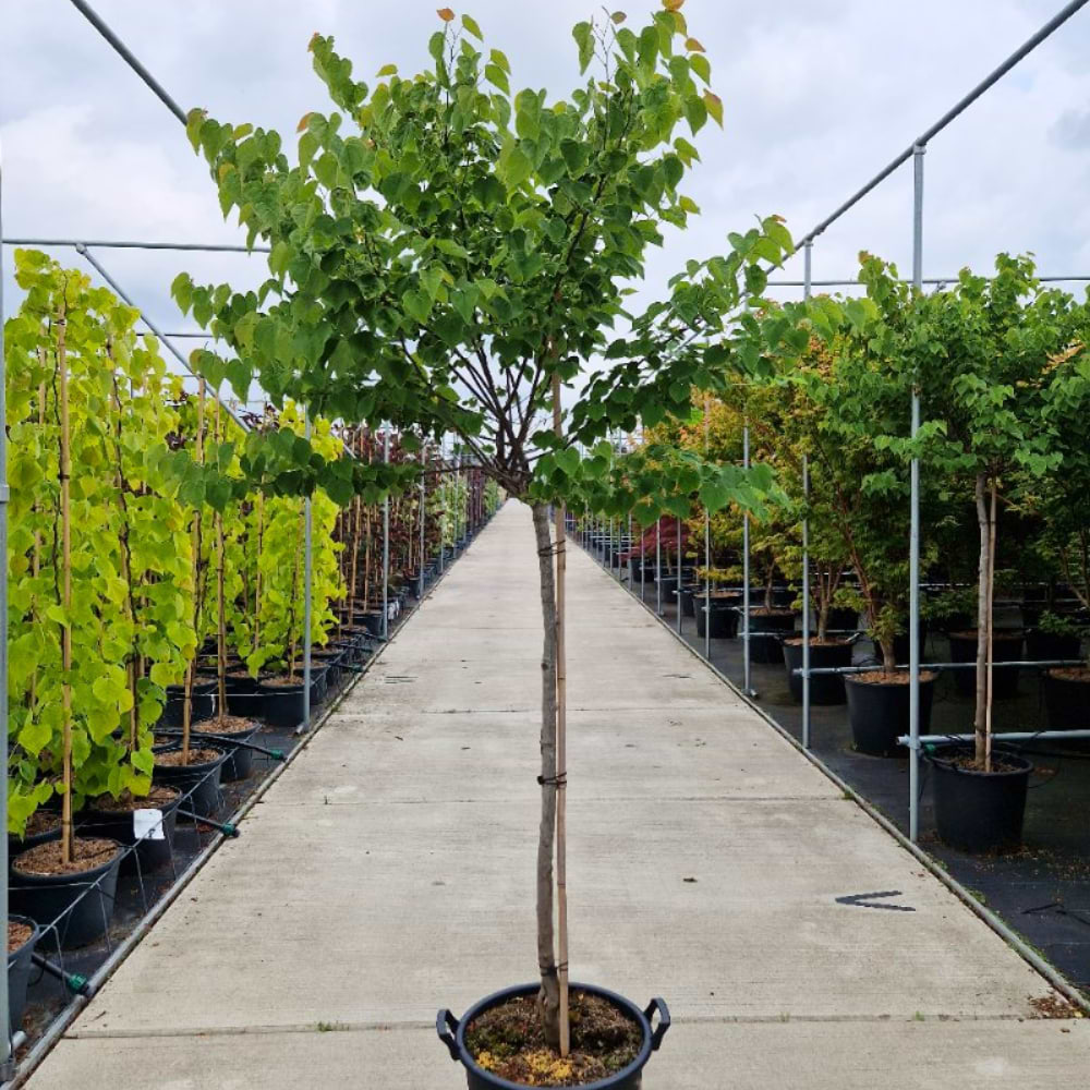 Judastræ (Cercis can. 'Ace of hearts') Opstammet Flere Varianter