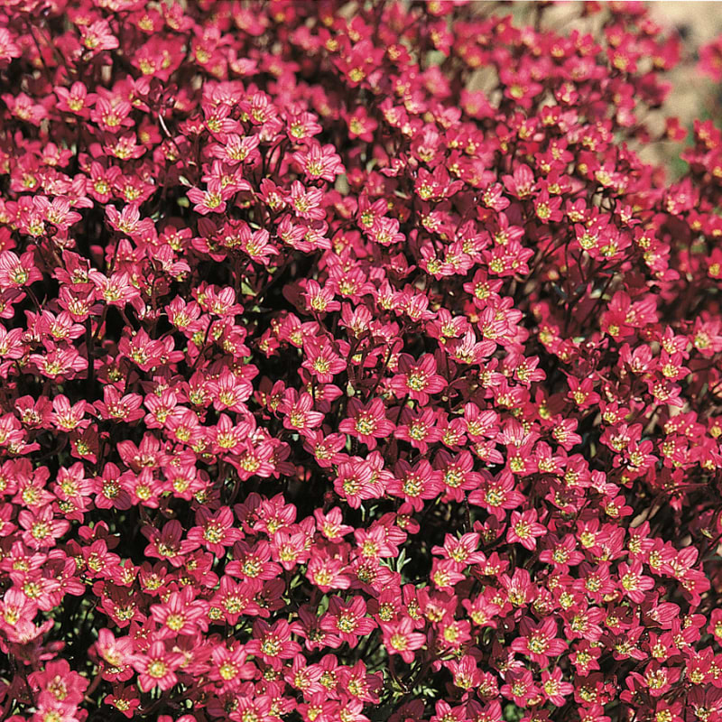 purple carpet