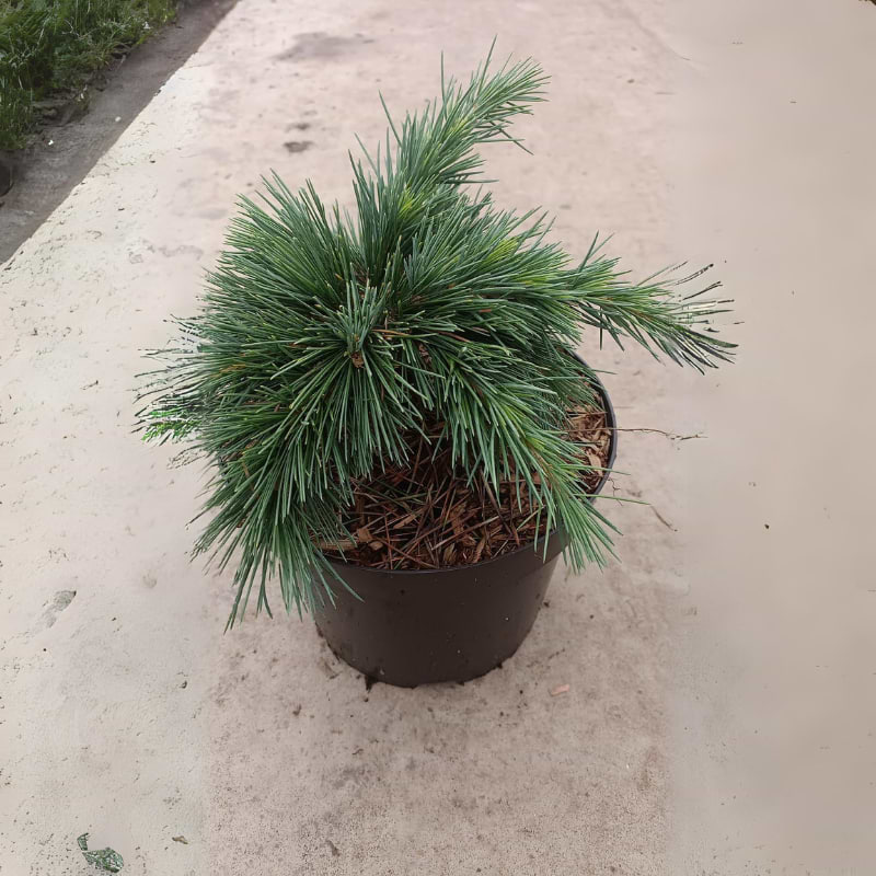 cedrus hegdehog
