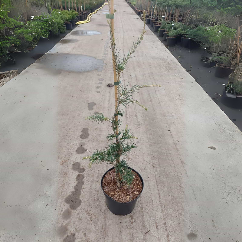 blue angel cedrus
